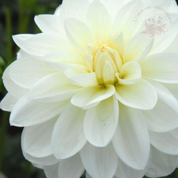 Bridezilla Dahlia Tuber