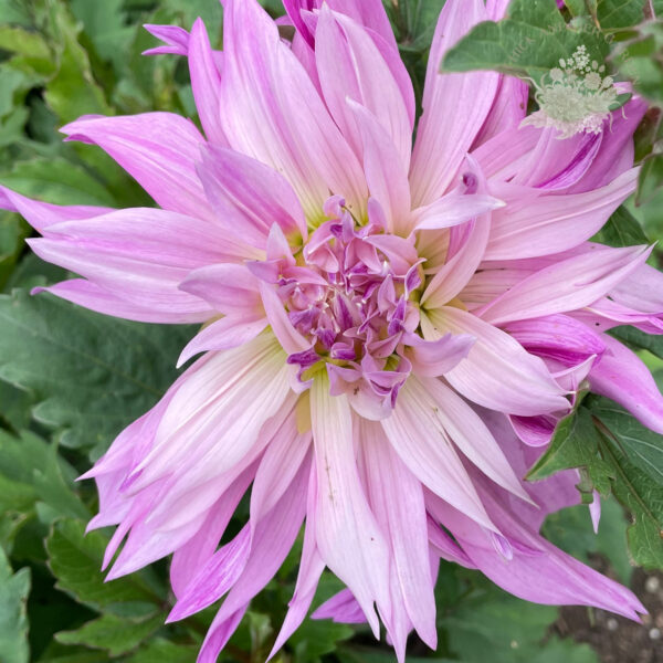 Cafe au Lait Royal Dahlia Tuber