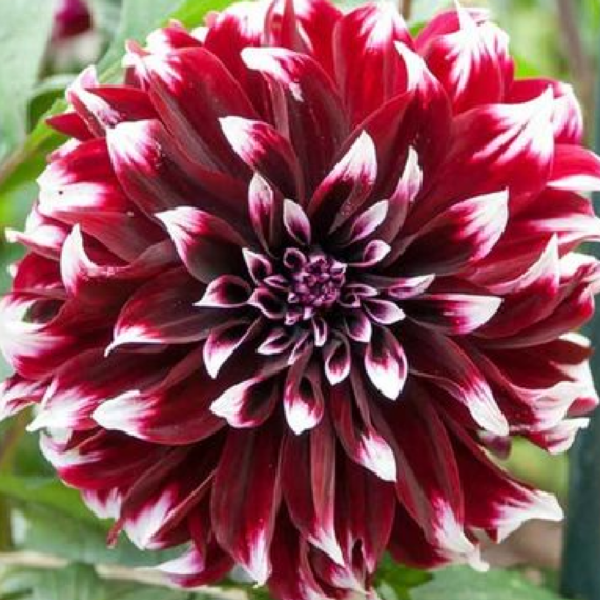 Contraste Dahlia Tuber