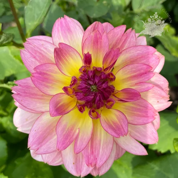 Zingaro Dahlia Tuber