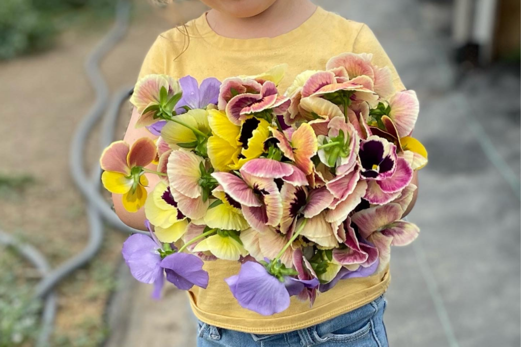 bouquet of pansies