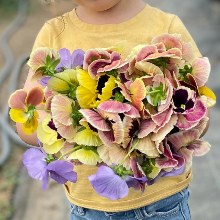 bouquet of pansies